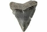 Serrated, Juvenile Megalodon Tooth - South Carolina #202439-1